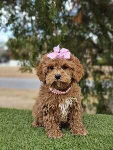 Cavapoo - Pawris Hilton - Female