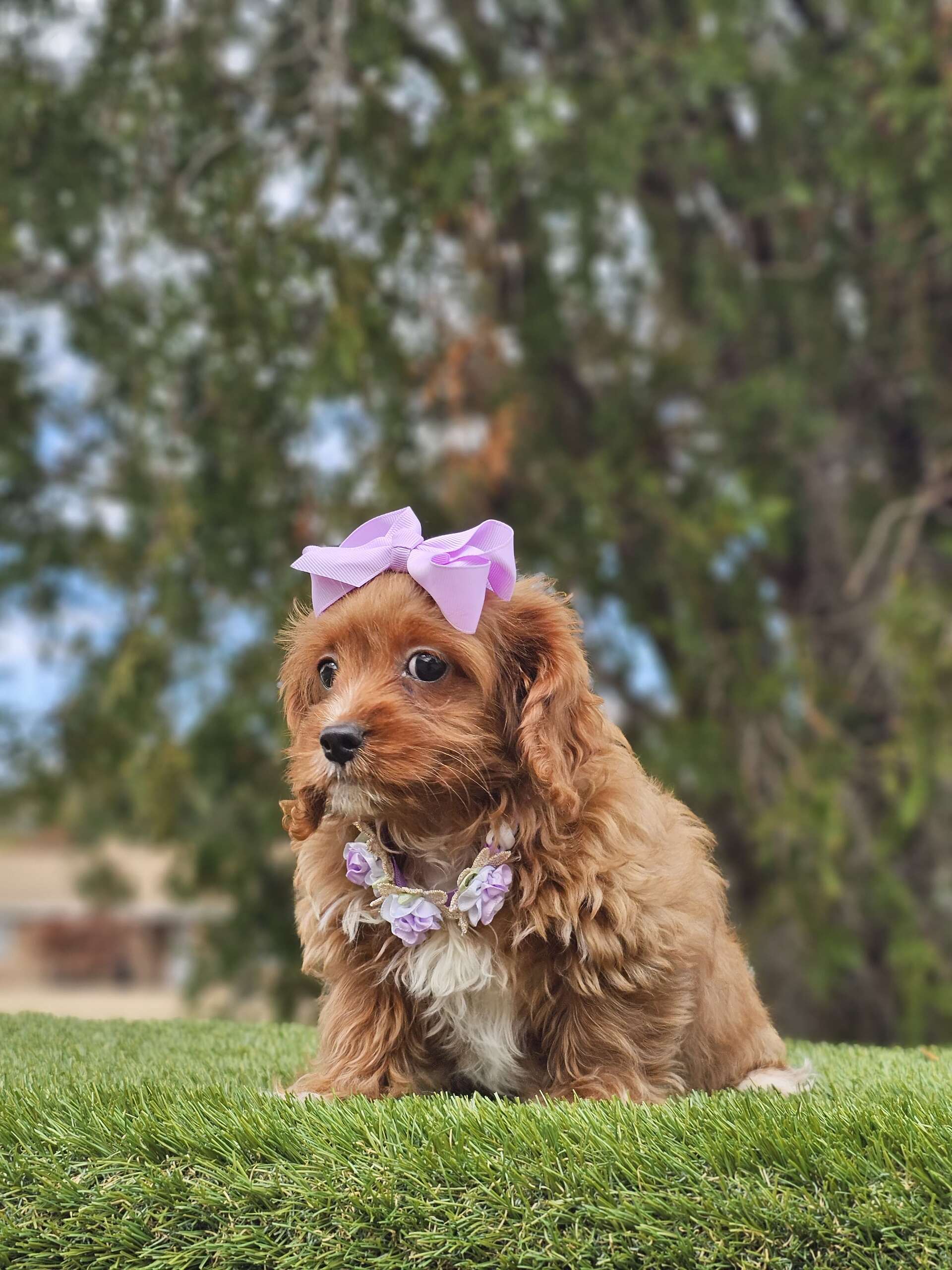 Toy Cavapoo - Lilac Cupcake - Female - Image 2