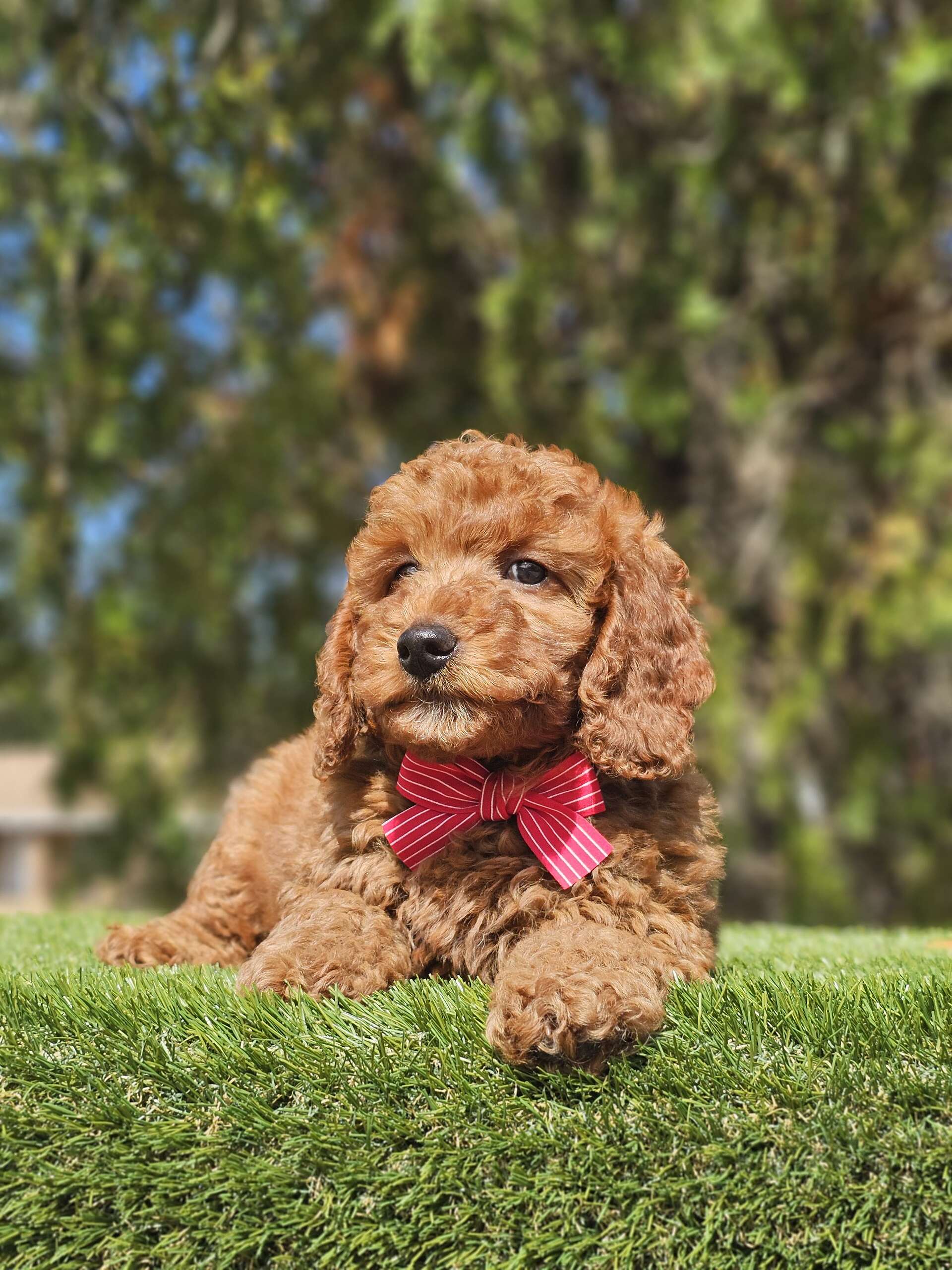 Mini - Rizzo - Male - Image 4