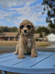 Mini - Sir Drip - Male