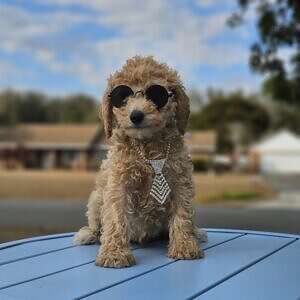 Mini - Sir Drip - Male