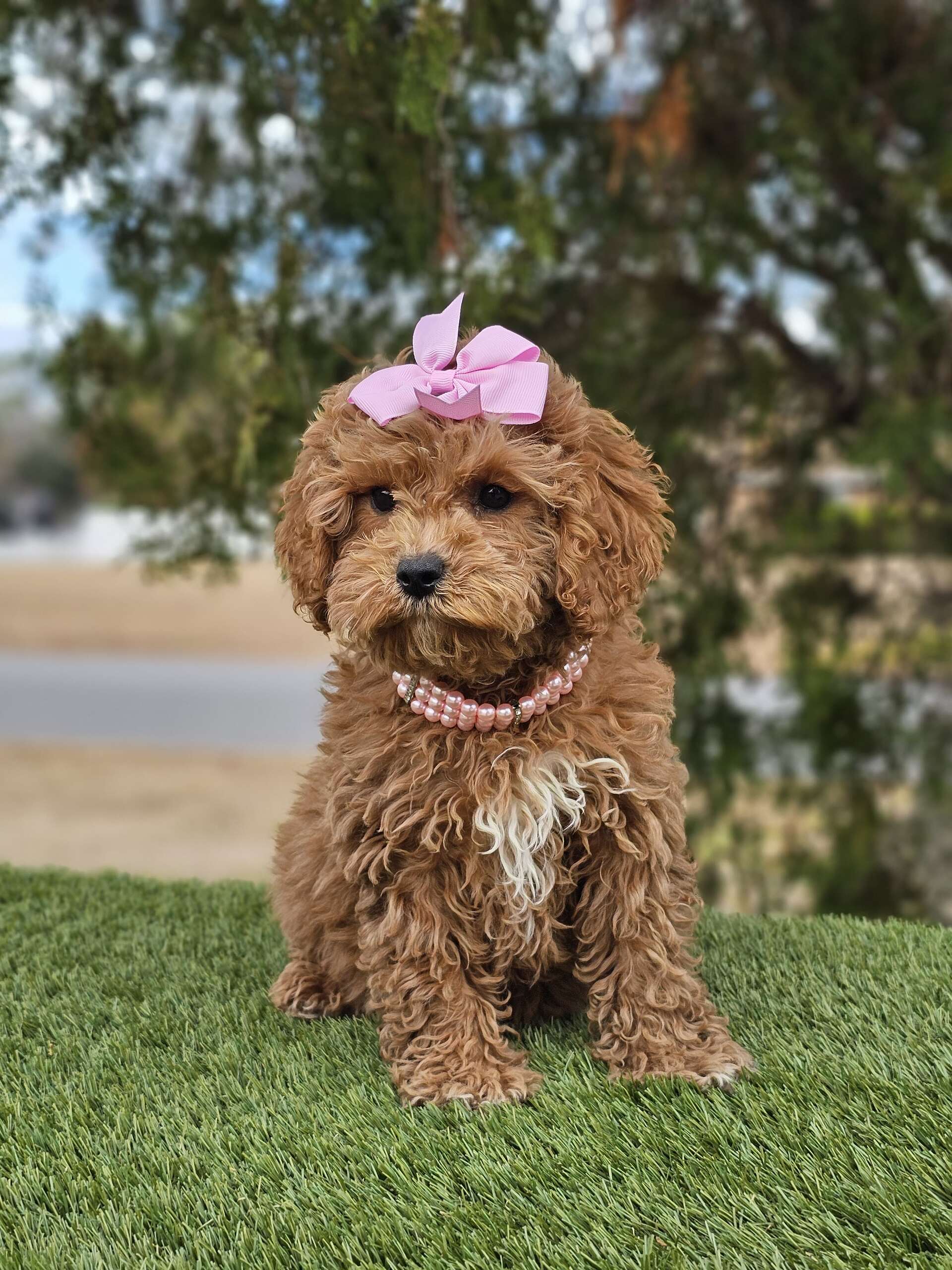 Cavapoo - Pawris Hilton - Female - Image 2
