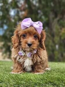 Toy Cavapoo - Lilac Cupcake - Female