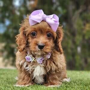 Toy Cavapoo - Lilac Cupcake - Female