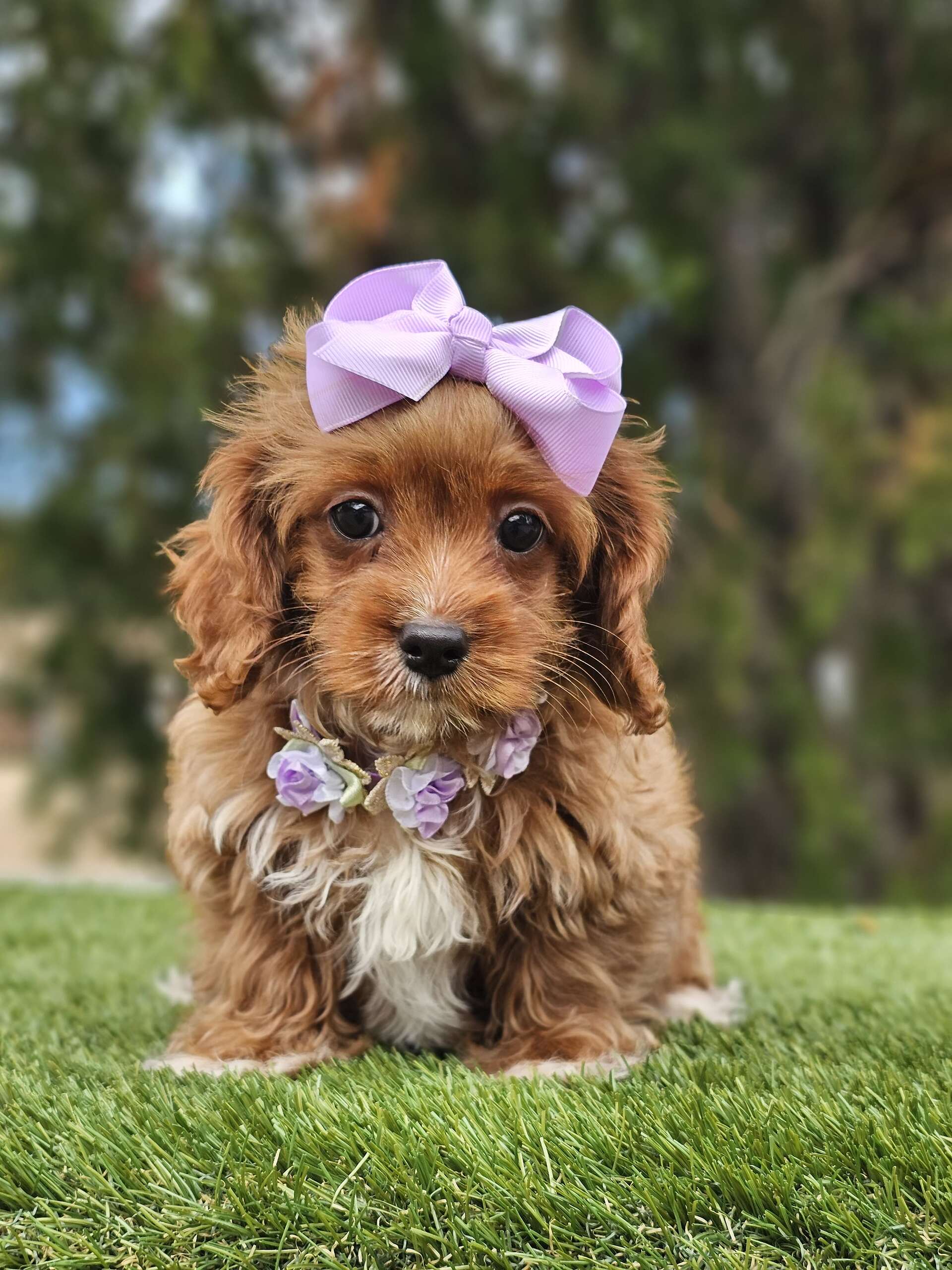 Toy Cavapoo - Lilac Cupcake - Female