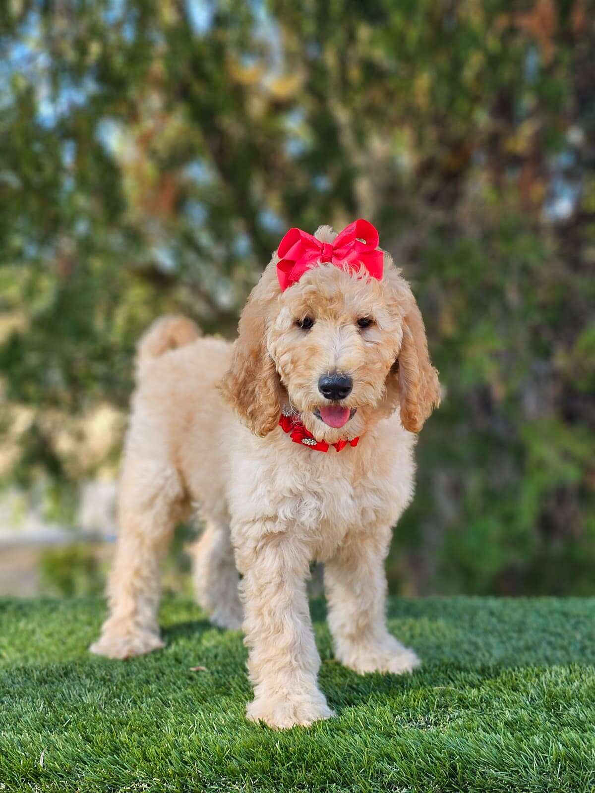 Standard - GLAM PUFF - Female - Image 2