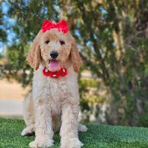 Standard - GLAM PUFF - Female