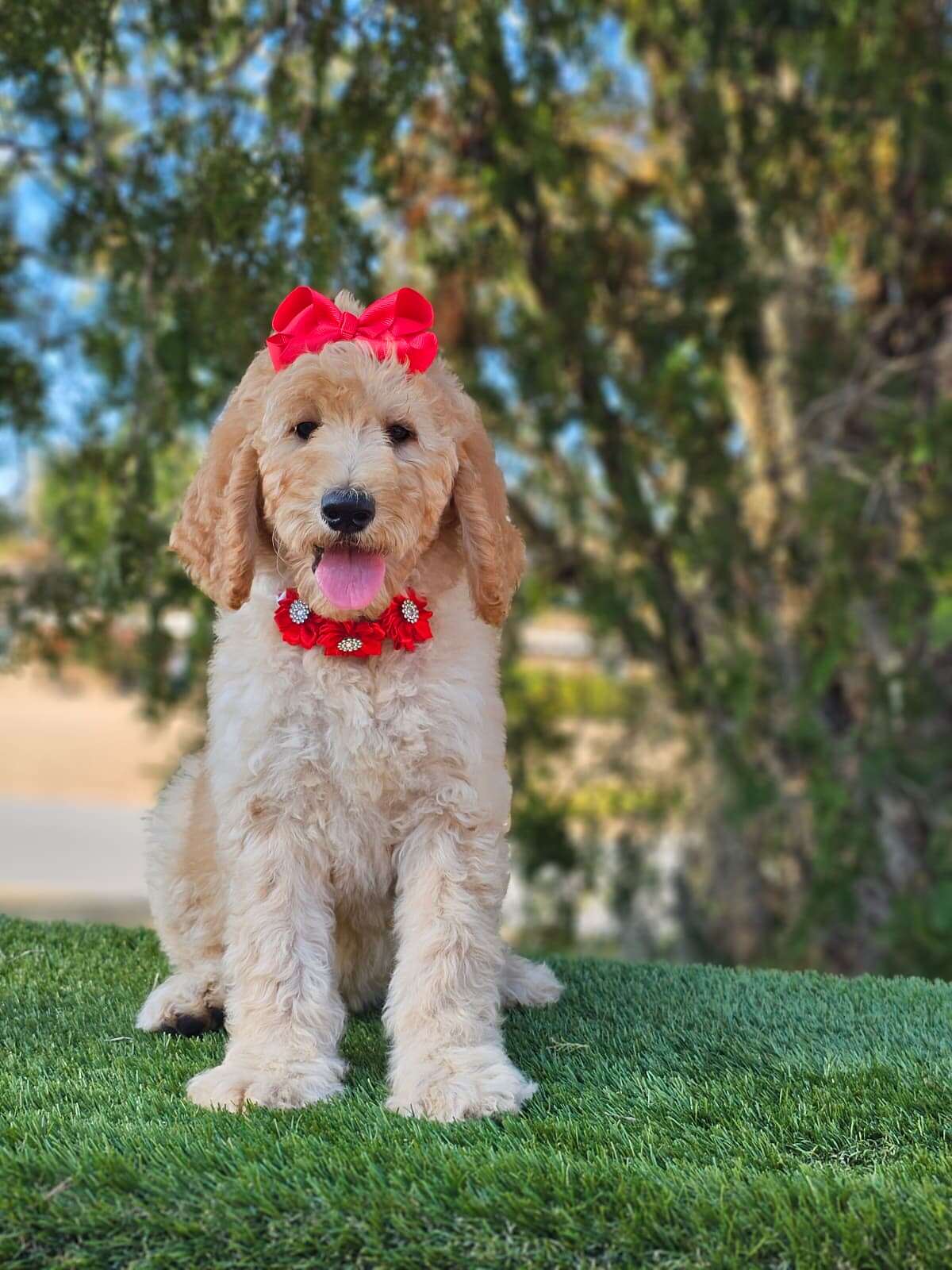 Standard - GLAM PUFF - Female