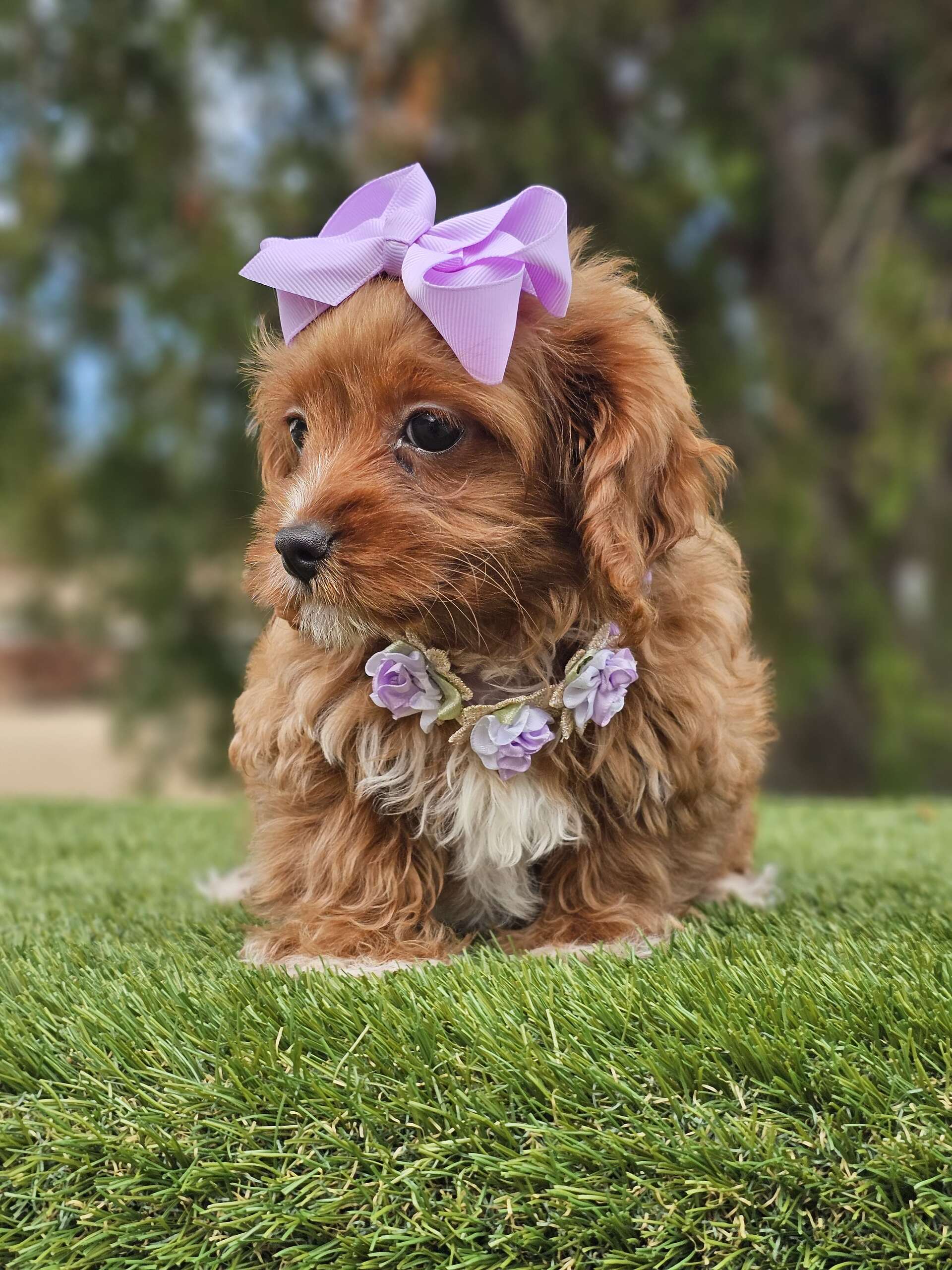 Toy Cavapoo - Lilac Cupcake - Female - Image 5
