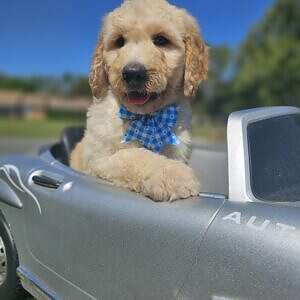 Standard - Ziggy - Male