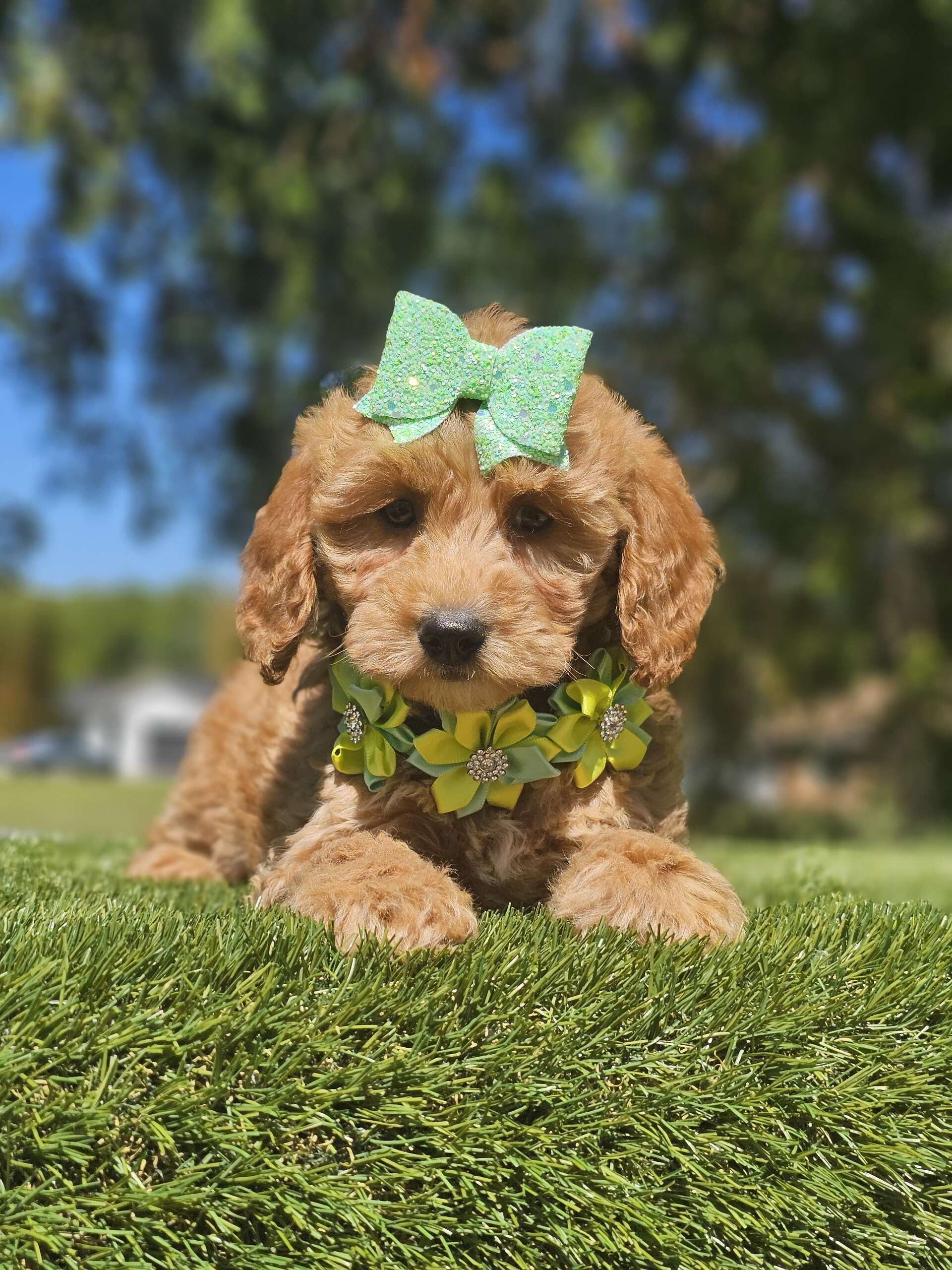 Mini - Sassy Sprout - Male - Image 2