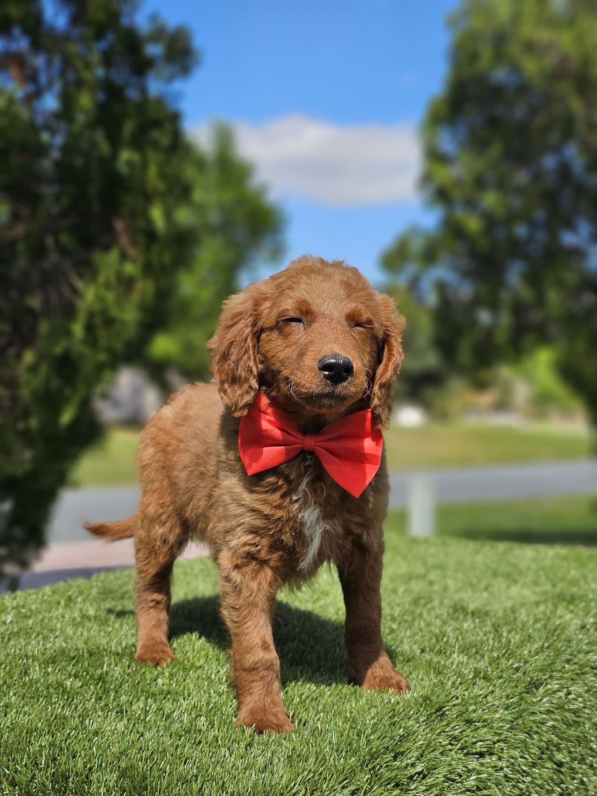 Mini - Snack Bandit - Male - Image 3