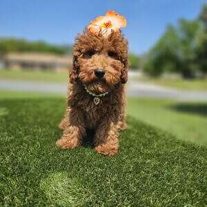 Mini - Glossy - Female