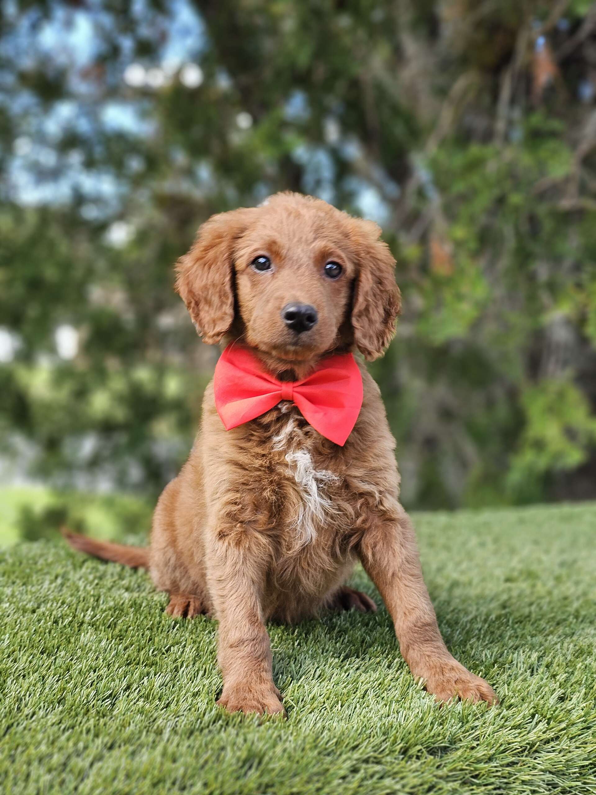 Mini - Snack Bandit - Male