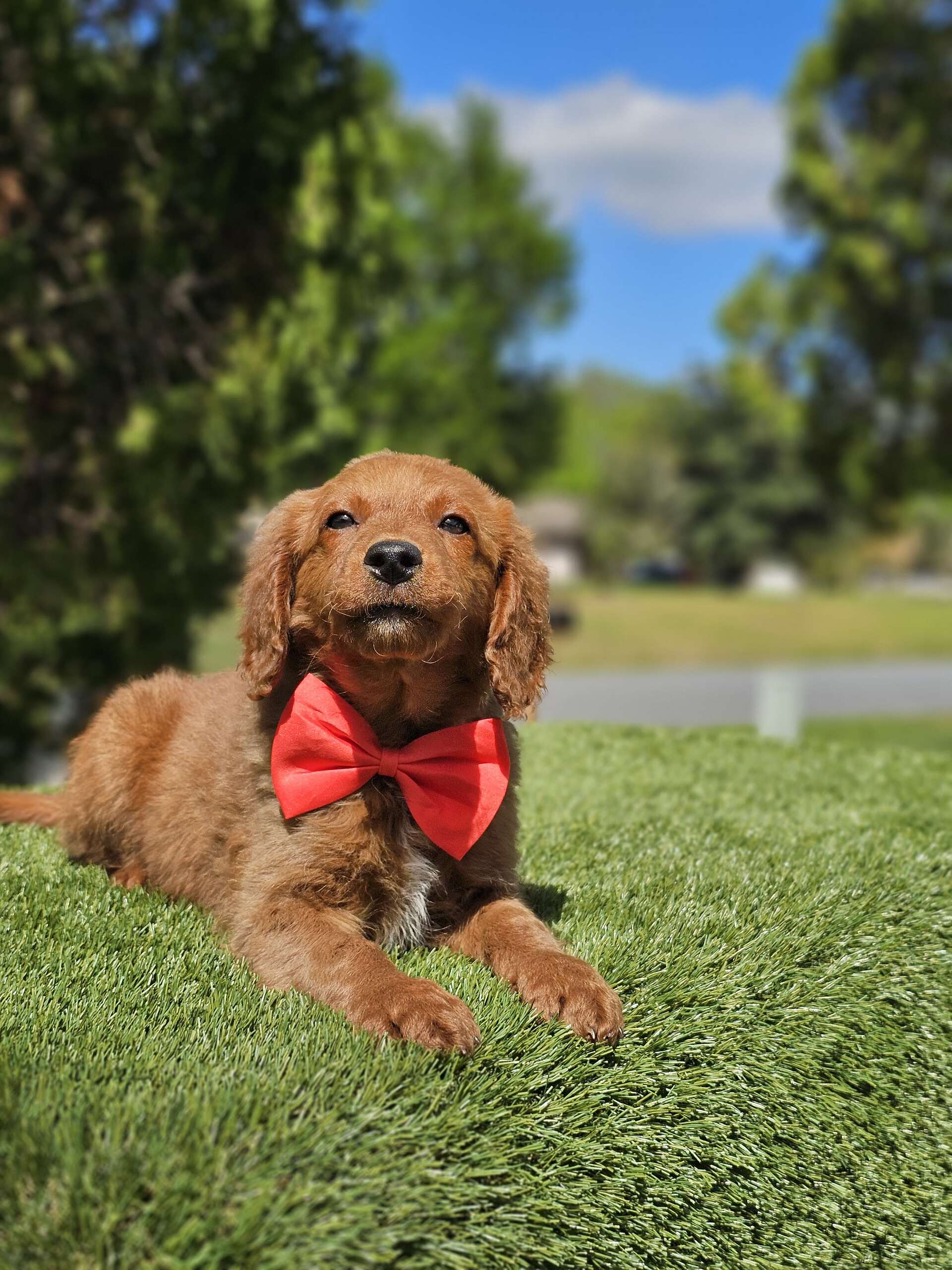 Mini - Snack Bandit - Male - Image 4