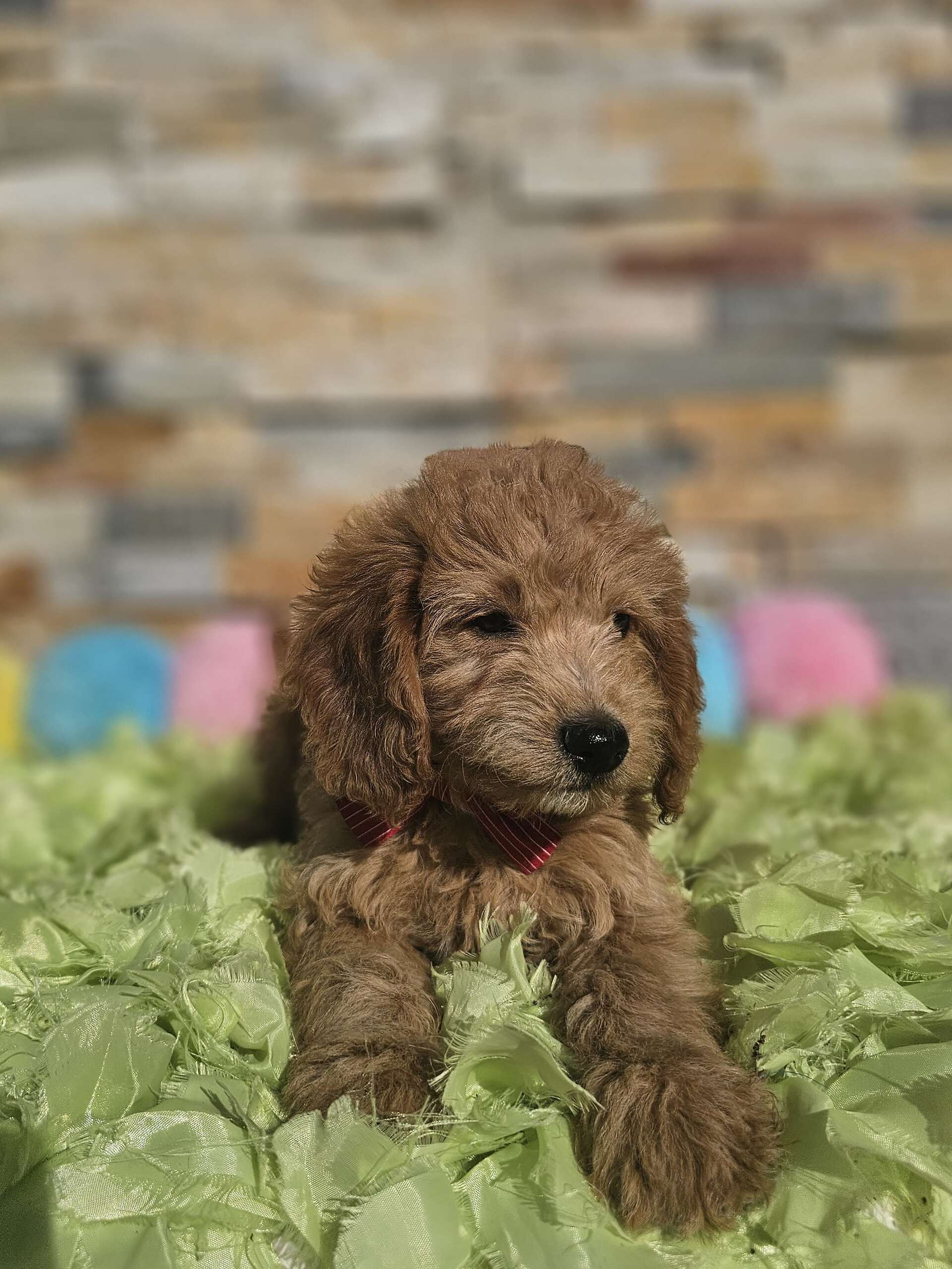 Mini - Sir Mocha - Male - Image 2