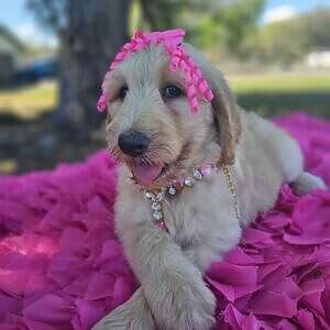 Standard - Miss Bling - Female