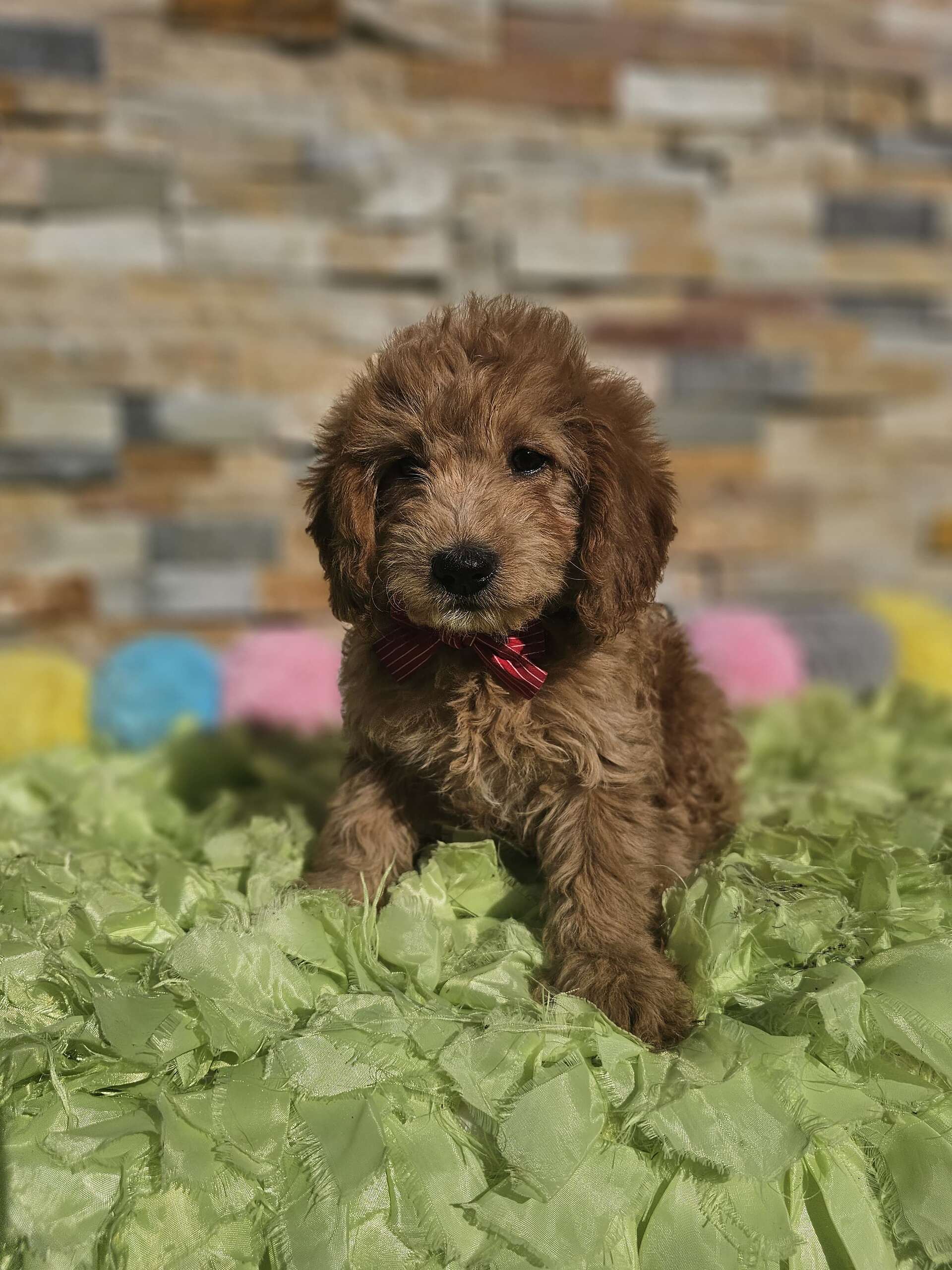 Mini - Sir Mocha - Male - Image 3