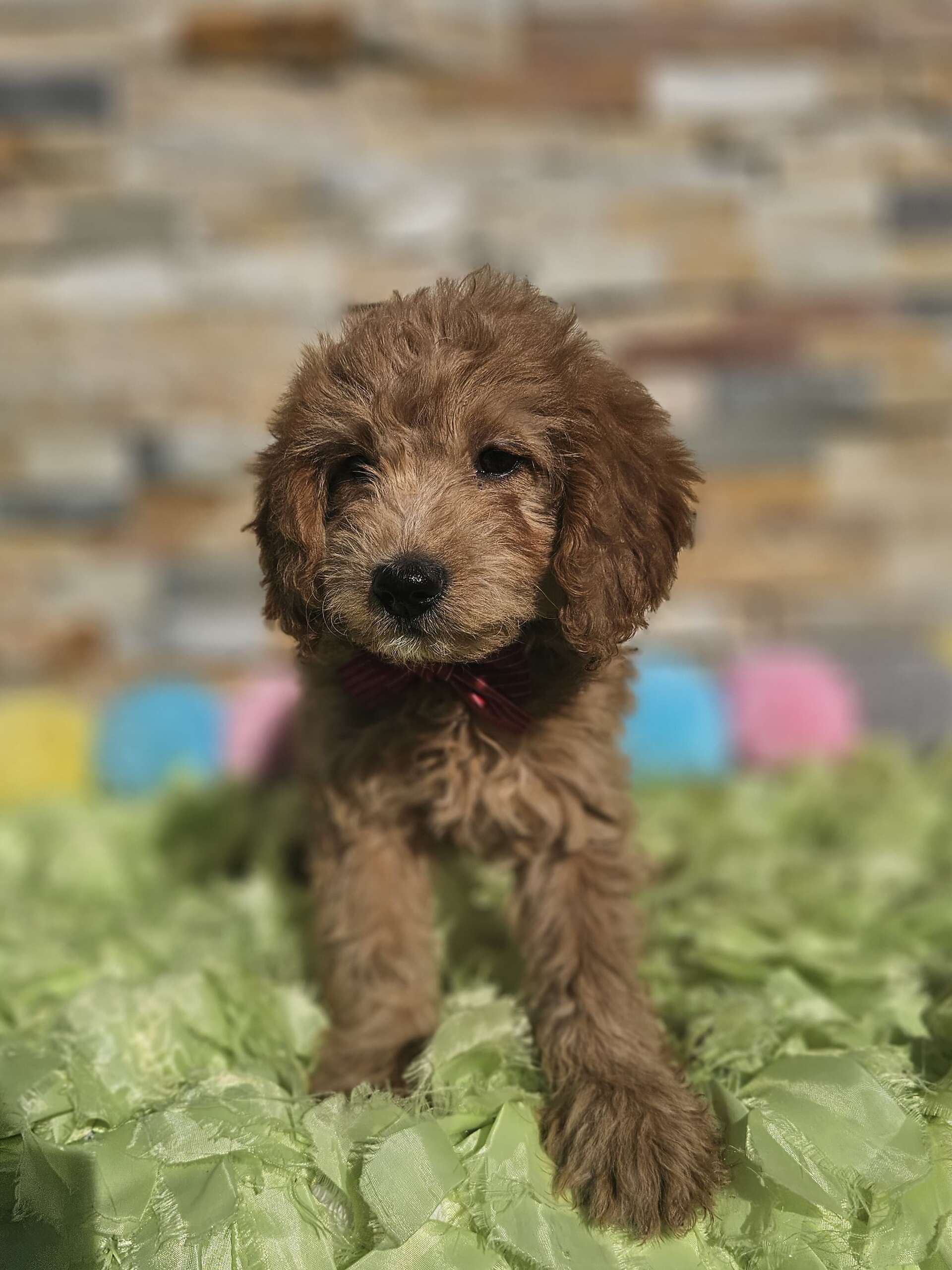 Mini - Sir Mocha - Male