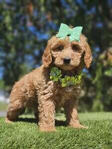 Mini - Sassy Sprout - Male