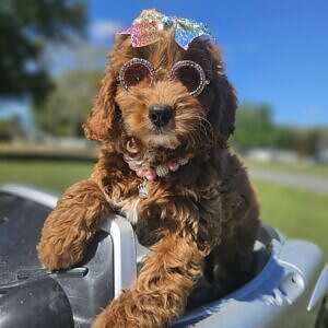 Mini - Glitzy - Female