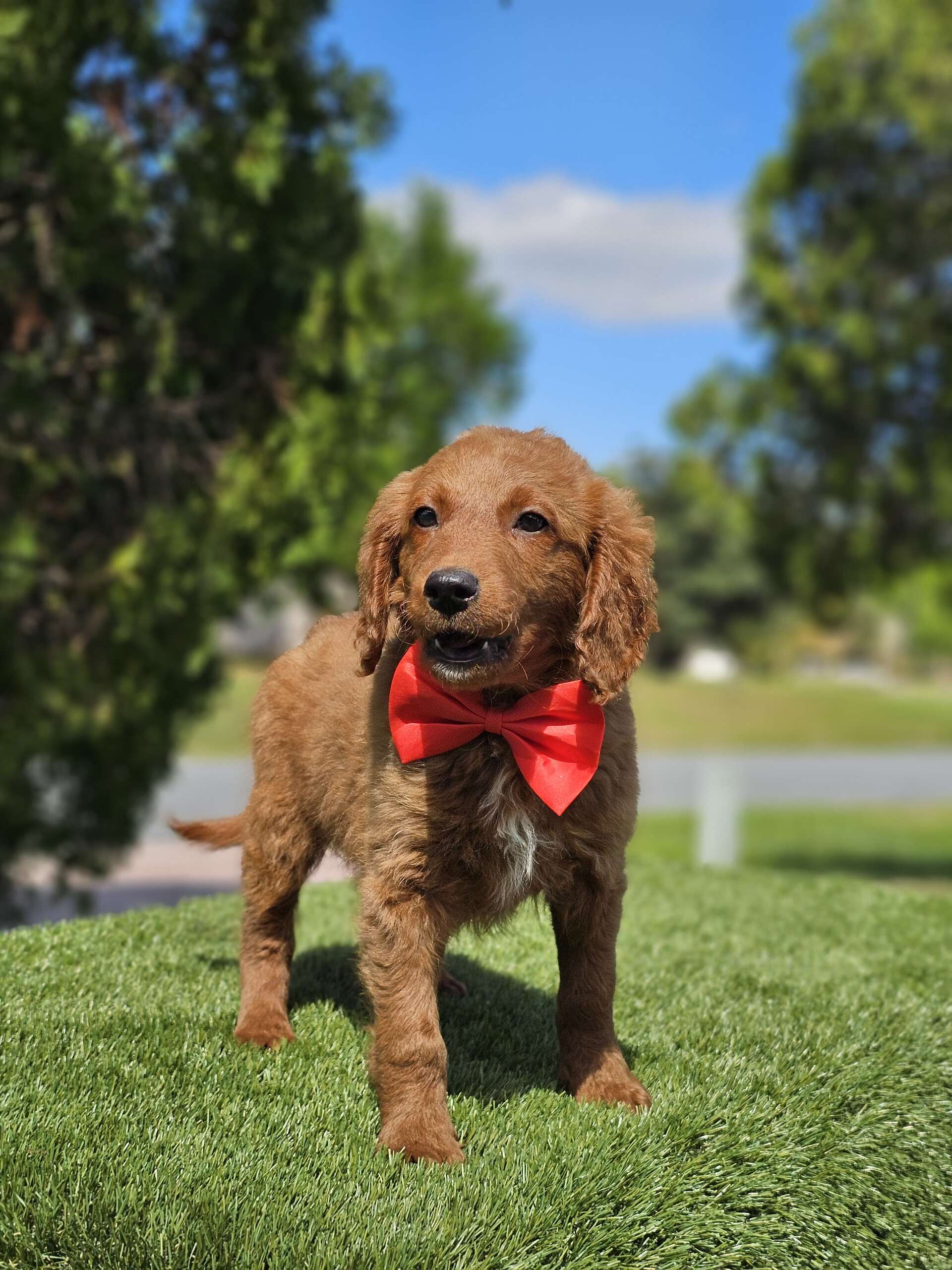 Mini - Snack Bandit - Male - Image 2