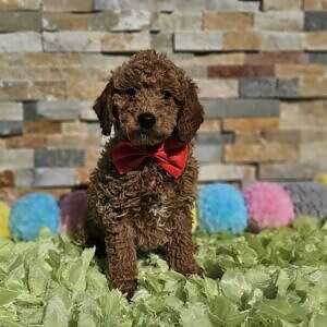 Mini - Rusty Royale -Male