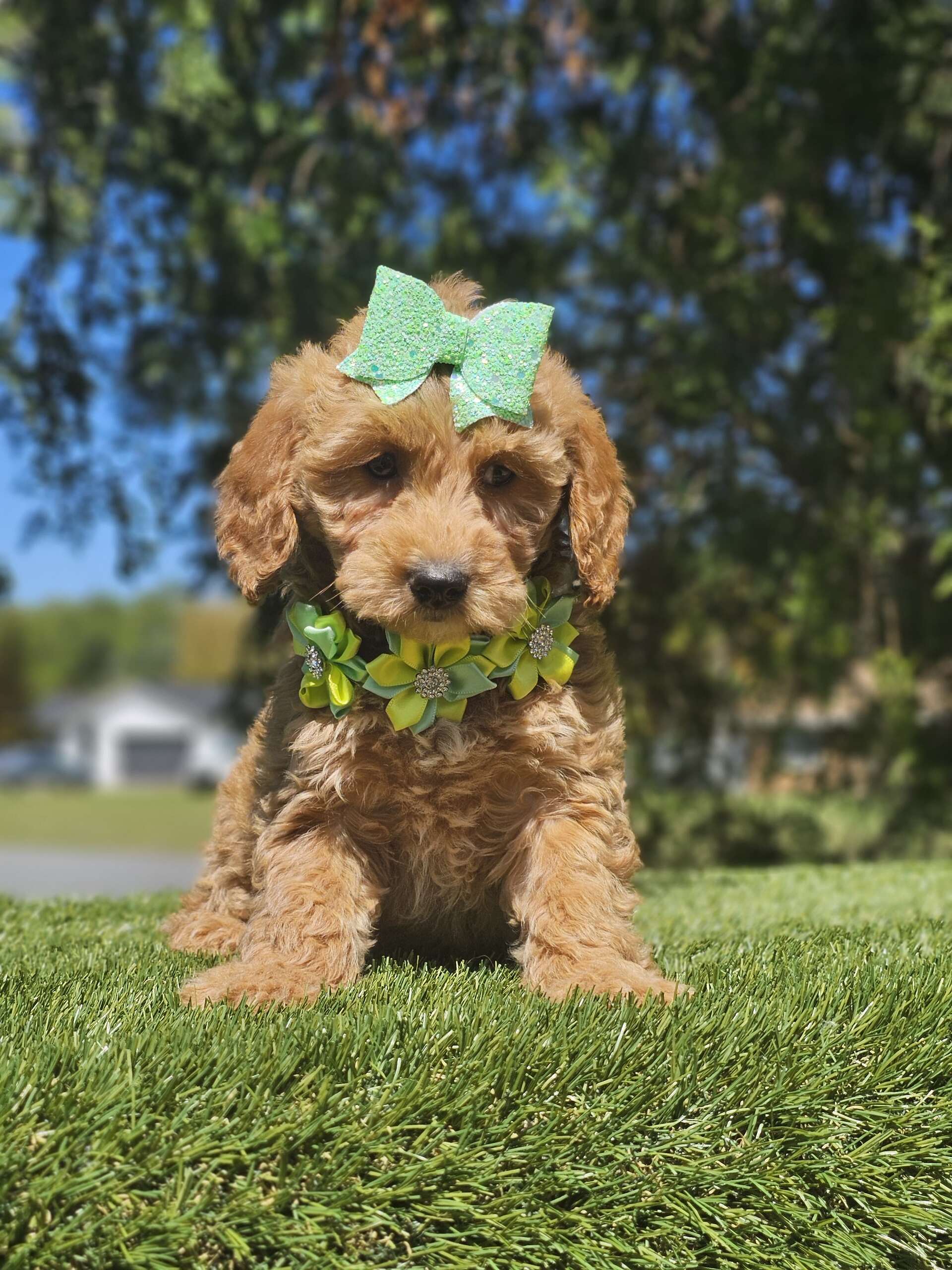 Mini - Sassy Sprout - Male - Image 3