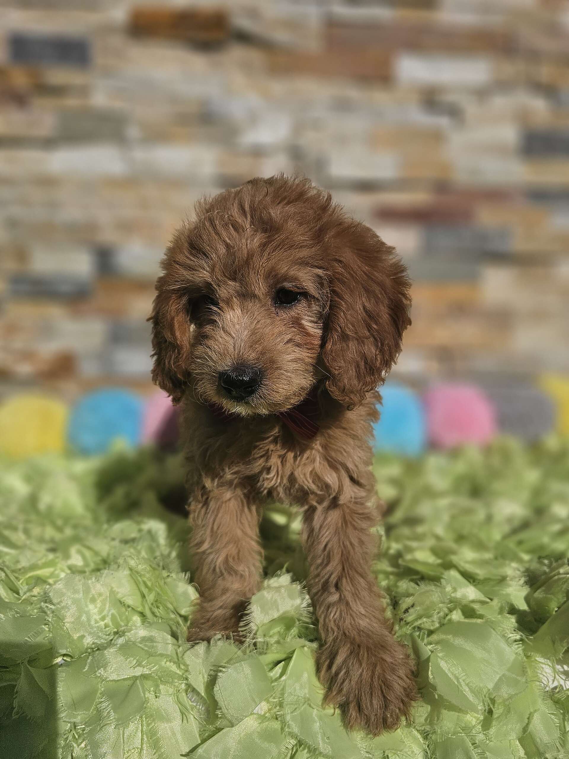 Mini - Sir Mocha - Male - Image 4