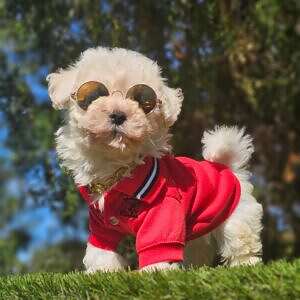 Morkie - Marshmallow - Male