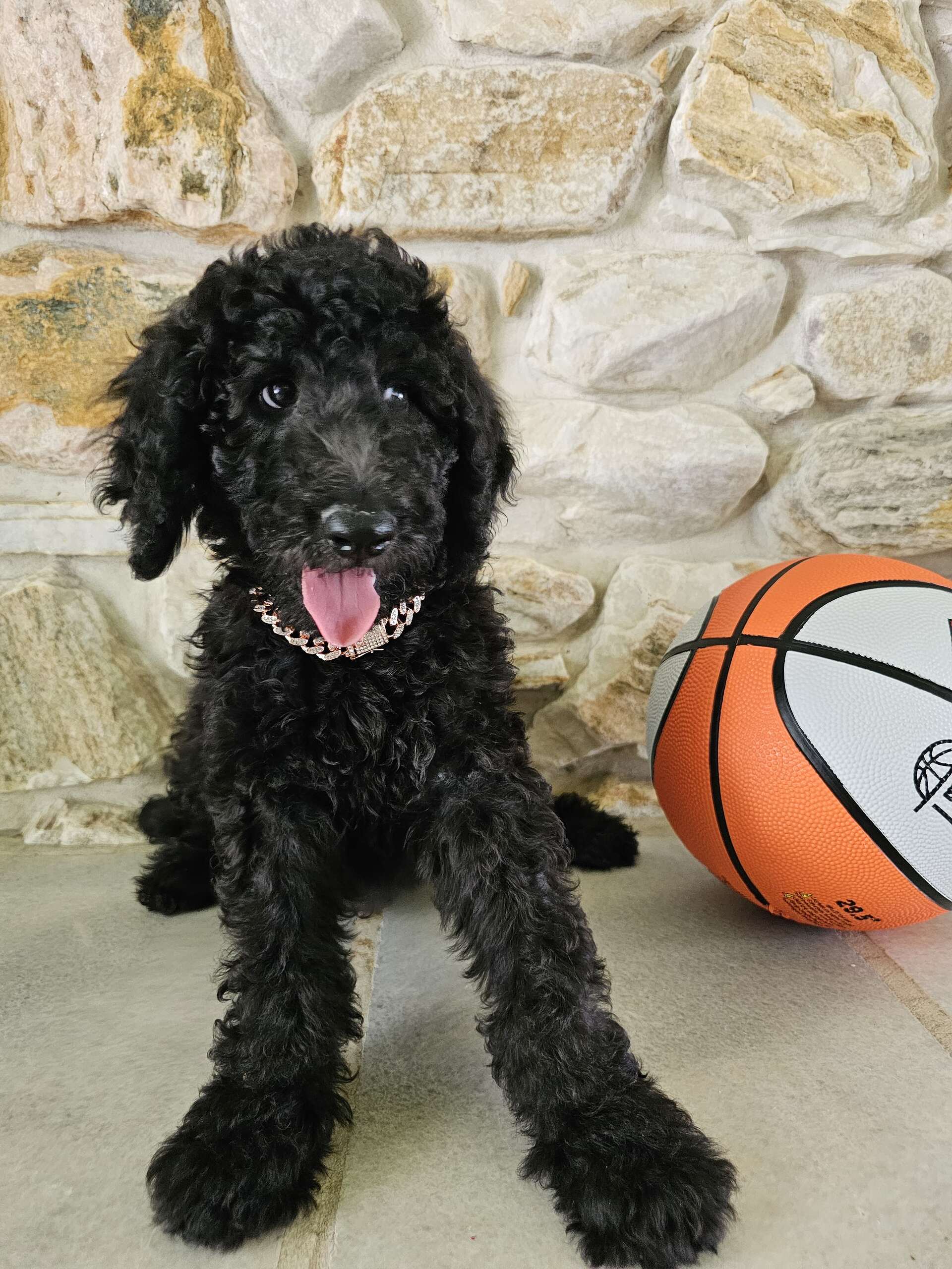 Standard - Sir Shadow - Male - Image 5