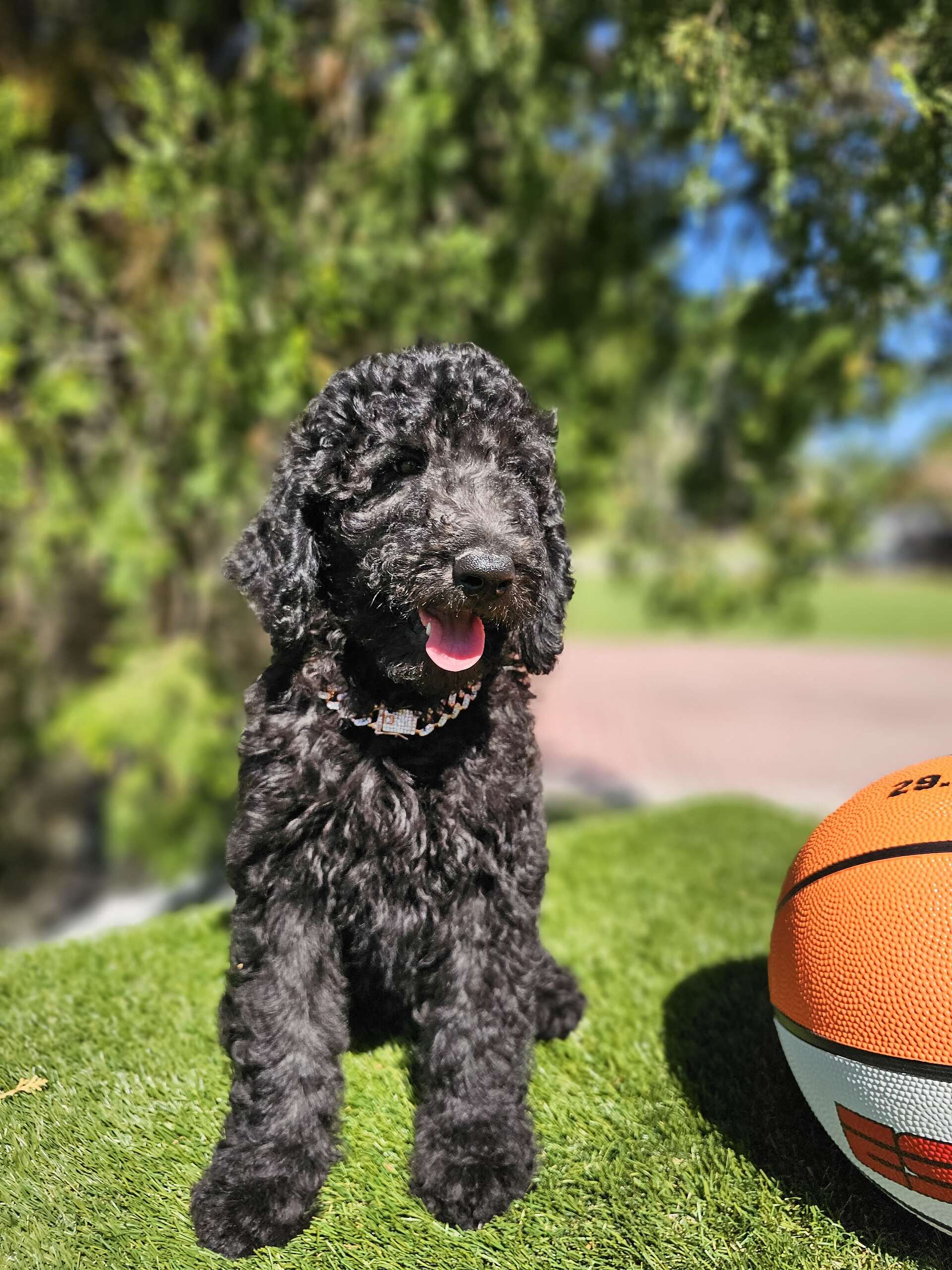 Standard - Sir Shadow - Male - Image 2