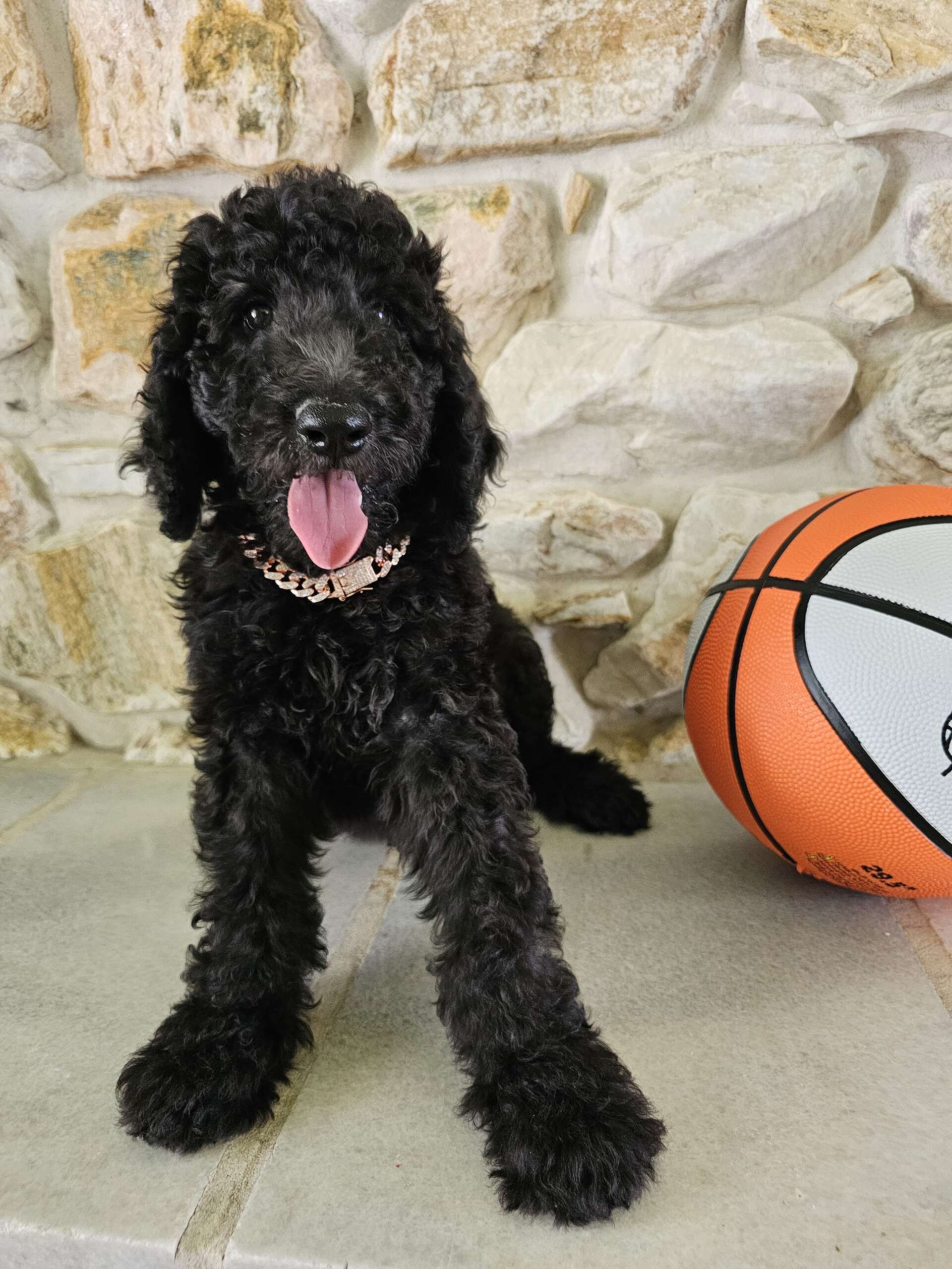 Standard - Sir Shadow - Male