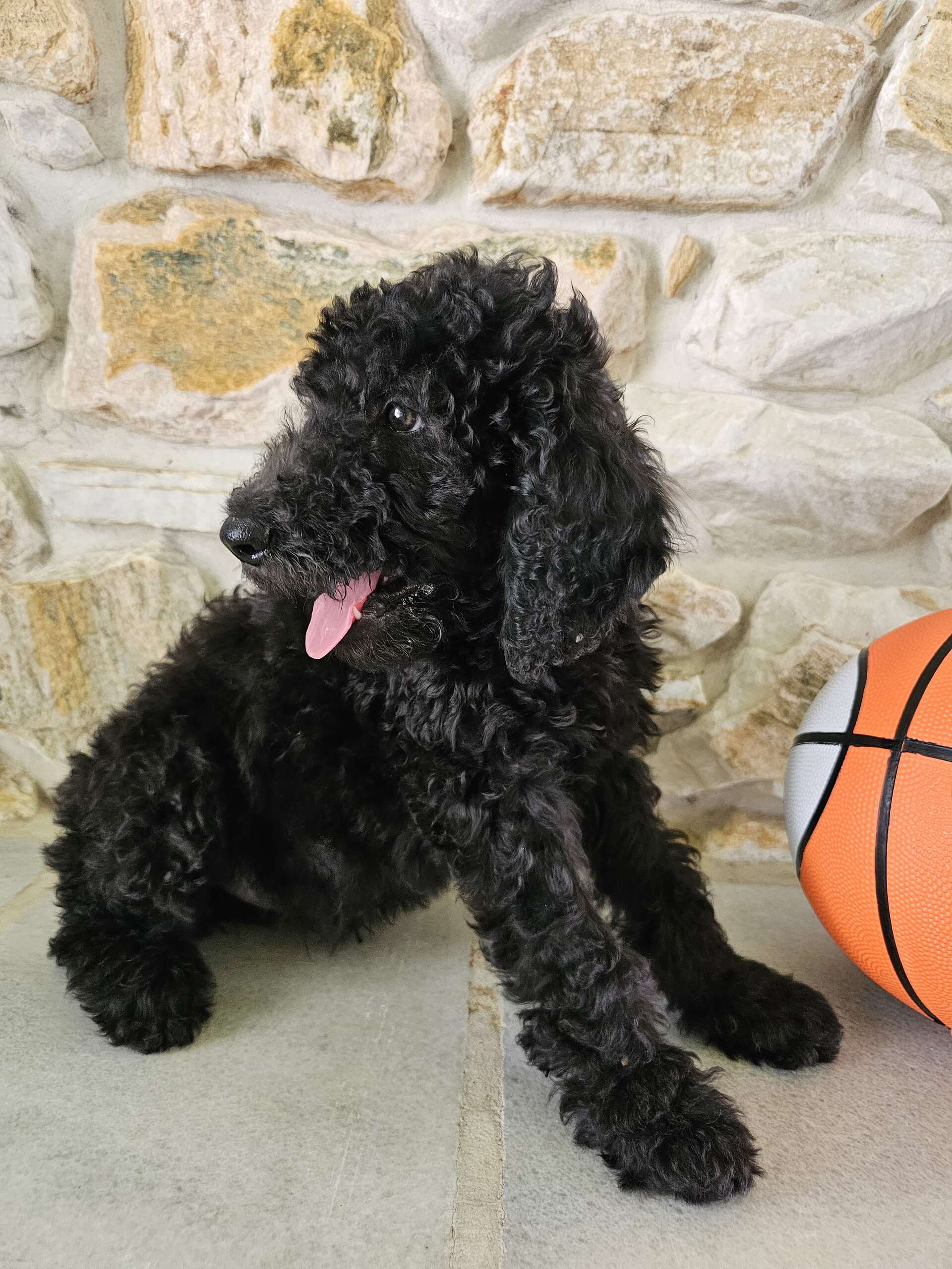 Standard - Sir Shadow - Male - Image 3