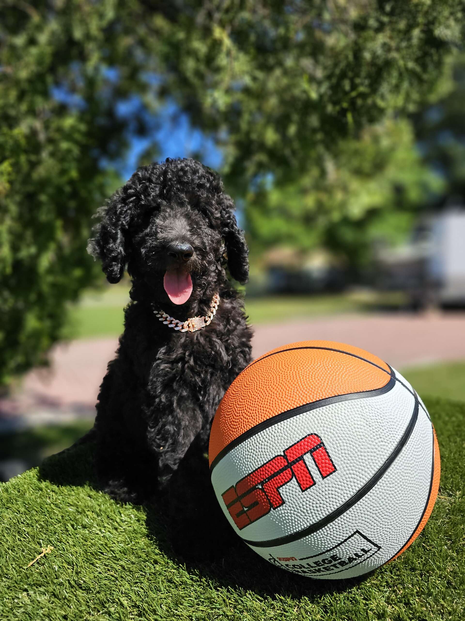 Standard - Sir Shadow - Male - Image 4