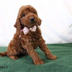 Medium - Lady Cinnabun - Female