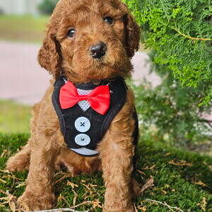 Standard - Teddy Royale - Male