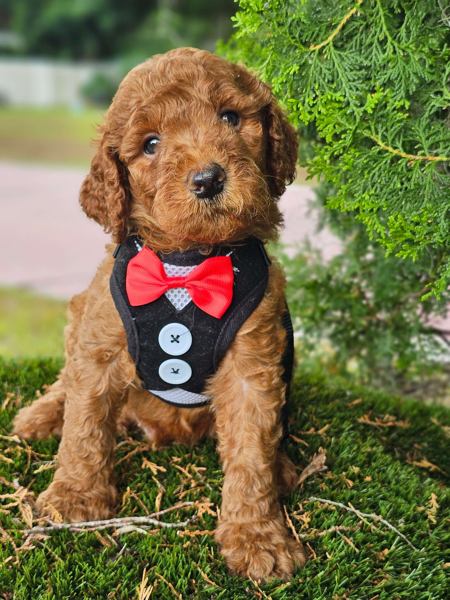 Standard - Teddy Royale - Male
