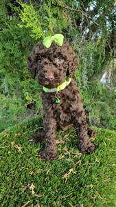 Standard - Lady Truffle - Female