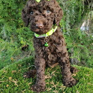 Standard - Lady Truffle - Female