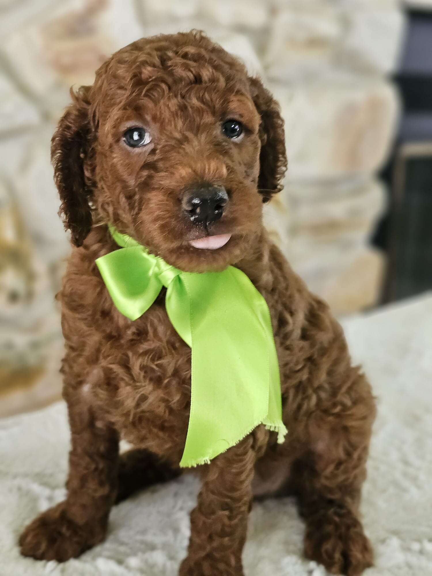 Standard - Sir Truffle Twist - Male - Image 5