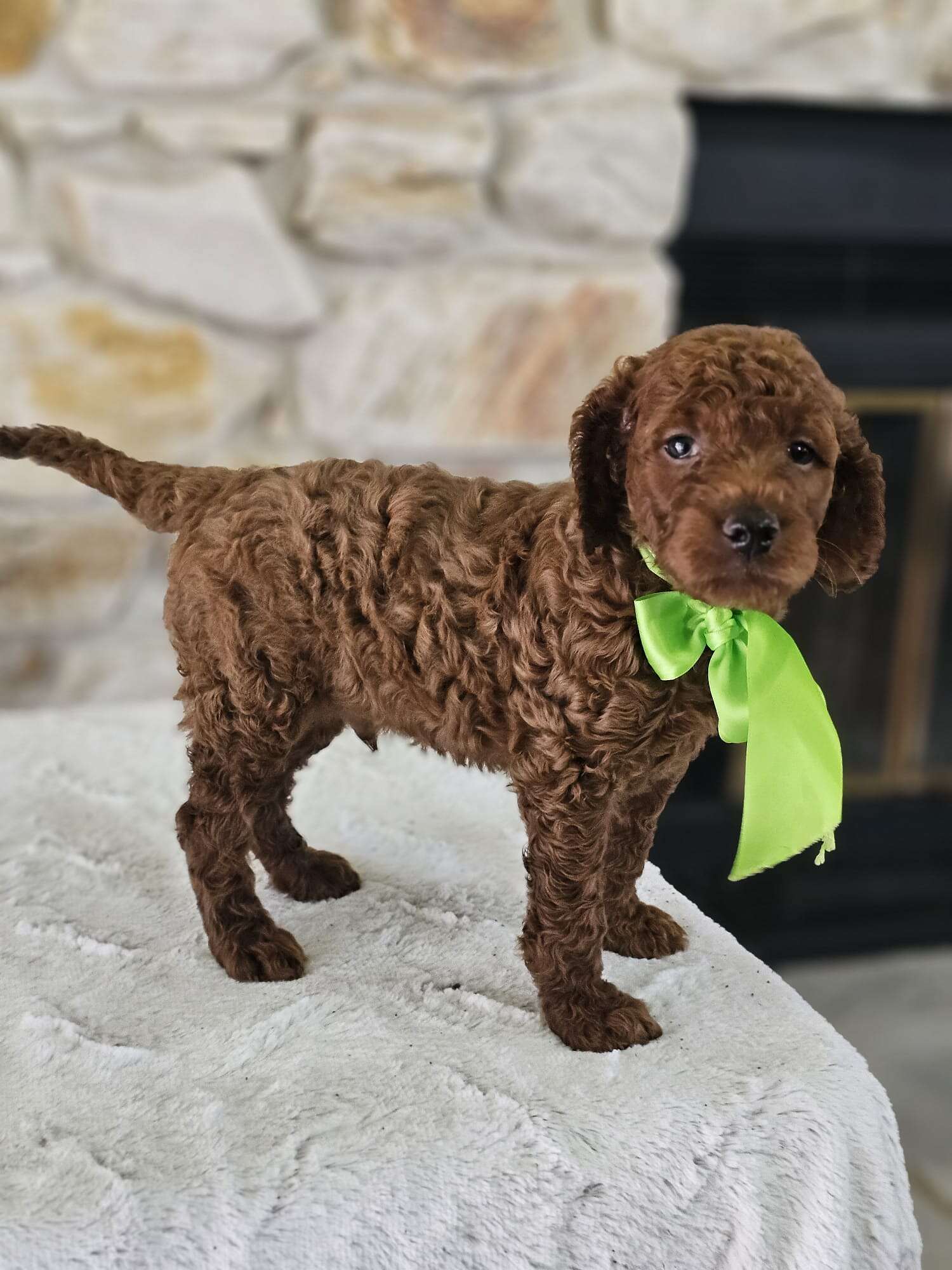 Standard - Sir Truffle Twist - Male - Image 6