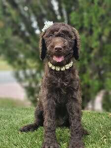 Standard - Miss Cocoa Chanel - Female