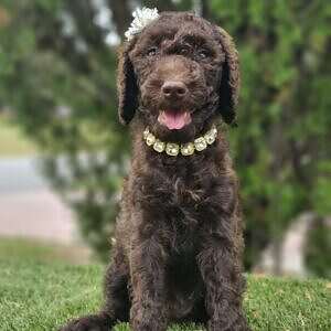 Standard - Miss Cocoa Chanel - Female