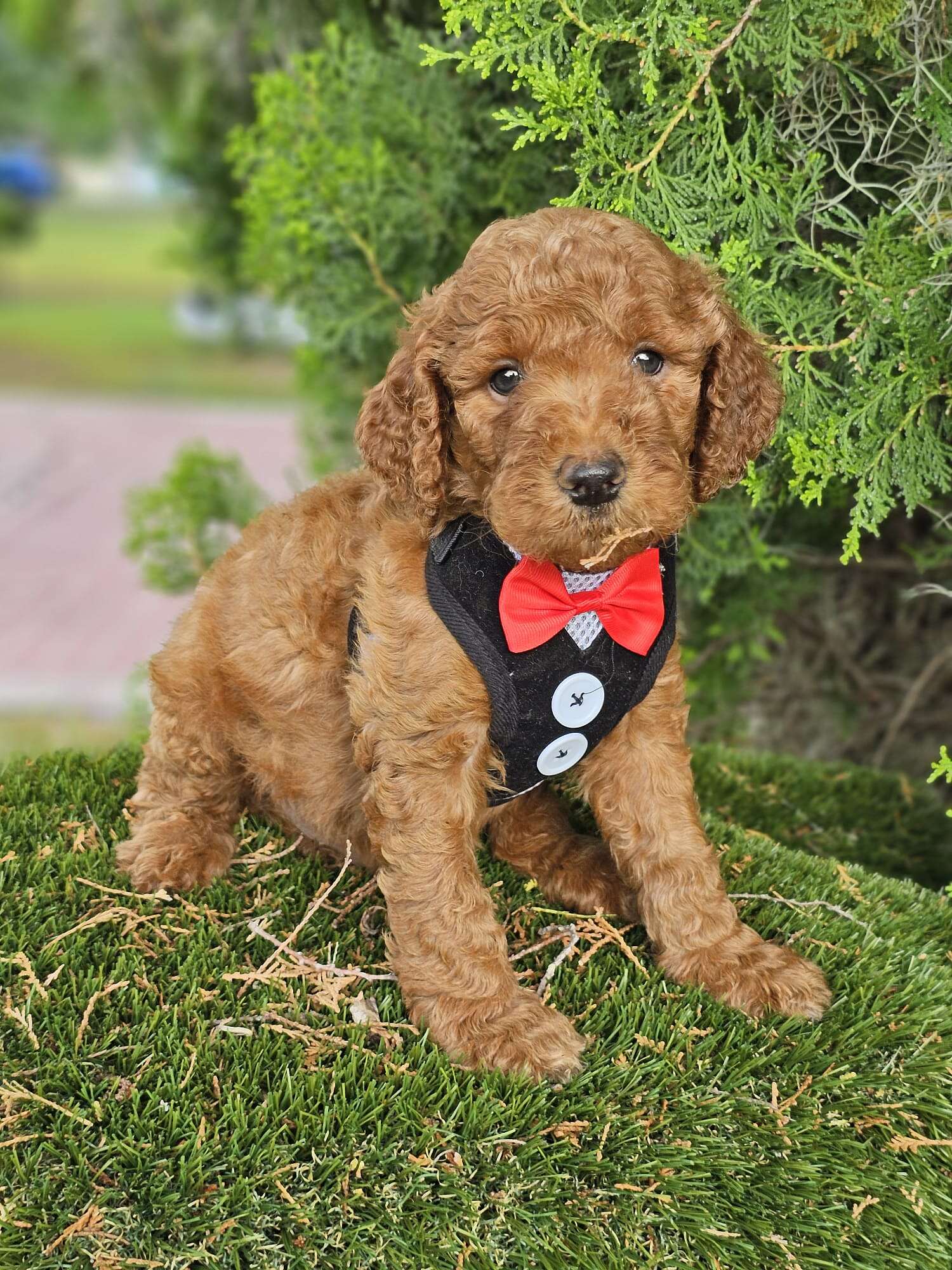 Standard - Teddy Royale - Male - Image 2