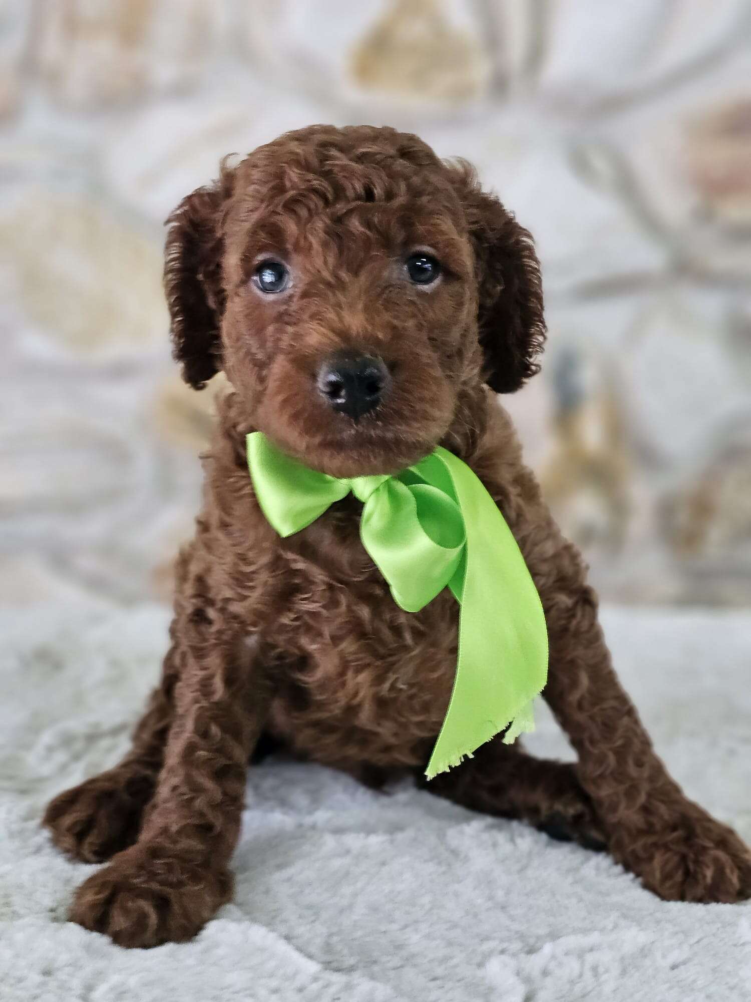 Standard - Sir Truffle Twist - Male - Image 4