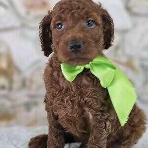 Standard - Sir Truffle Twist - Male