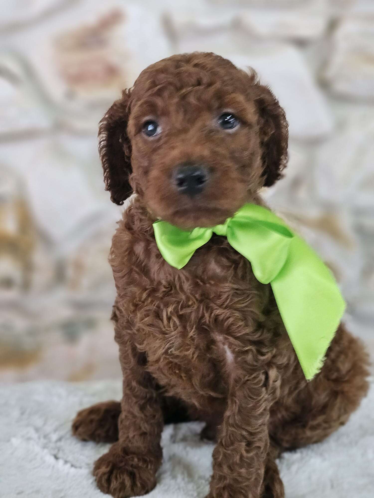 Standard - Sir Truffle Twist - Male