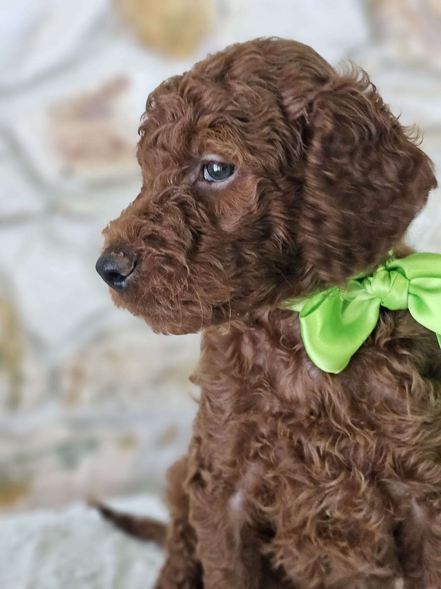 Standard - Sir Truffle Twist - Male - Image 2