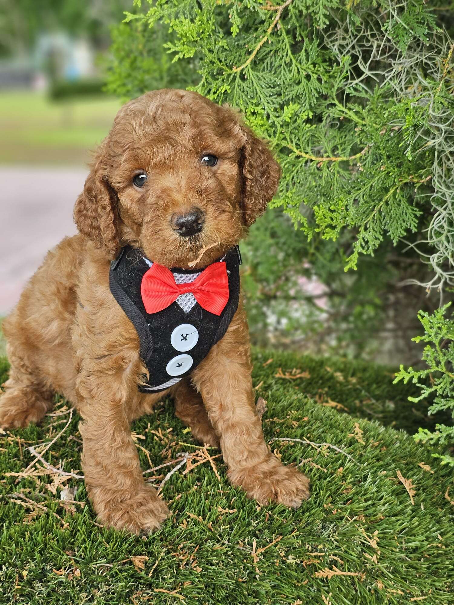 Standard - Teddy Royale - Male - Image 3